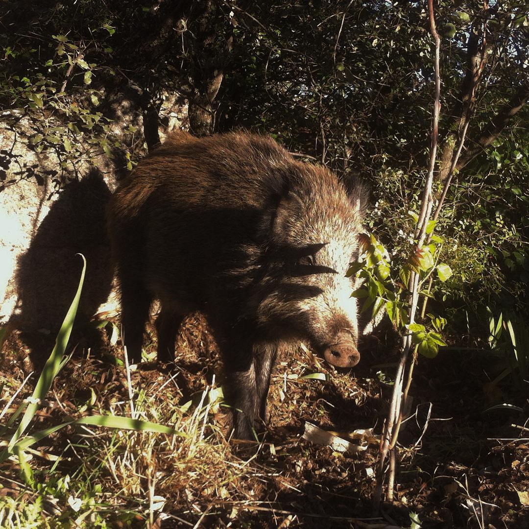Uops. Buenos días señora jabalina!