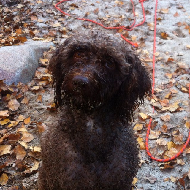 qué opinas charqui?