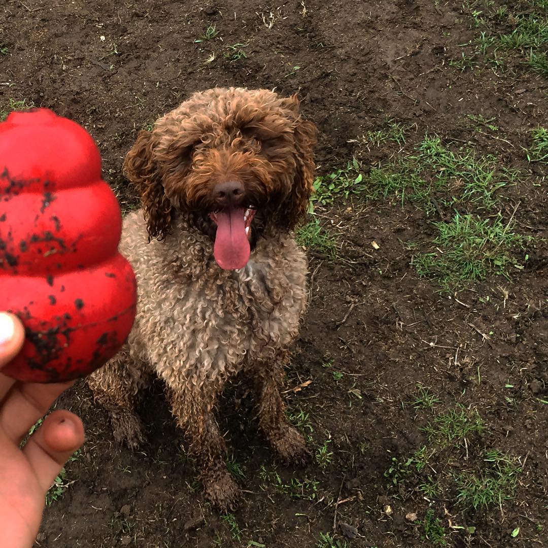 Hoy Charca cumple 2 años :) beeeeh