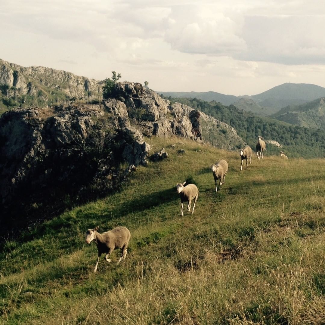 Entre montes y merinas me encuentro últimamente, acompañando a pastores trashumantes por montañas leonesa-palentinas. Una vida dura, bella y contemplativa.