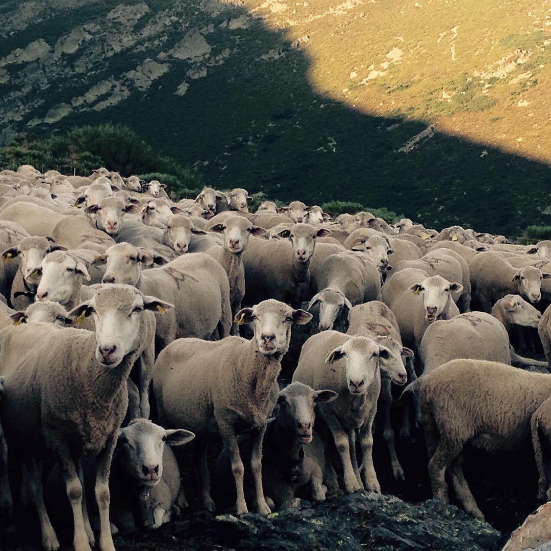 A ver chavalas, mirad aquí un momento. #merinas