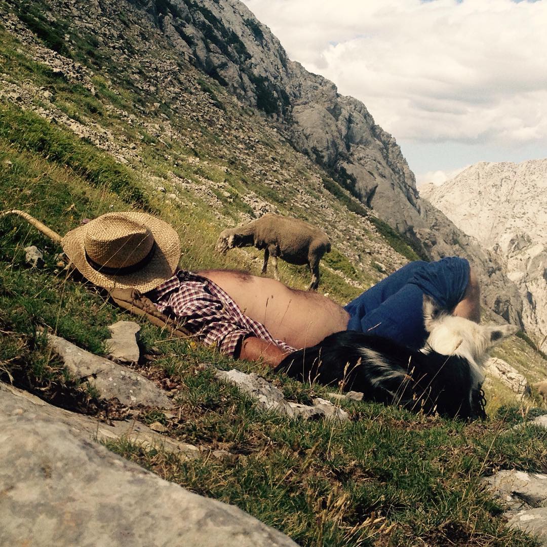 Paco es el último pastor trashumante, que desde Extremadura sube su ganado a los puertos de montaña en verano, donde abunda el aire fresco y los pastos. Una tradición —se podría decir que prehistórica— que está a punto de extinguirse, en favor de encerrar a los animales en naves y darles pienso.  Después de 3 semanas llevo la libreta llena de apuntes y ahora toca a ir a otro puerto con otro pastor a continuar la experiencia. 
Aquí os dejo una de mis momentos favoritos del oficio: la siesta del pastor!