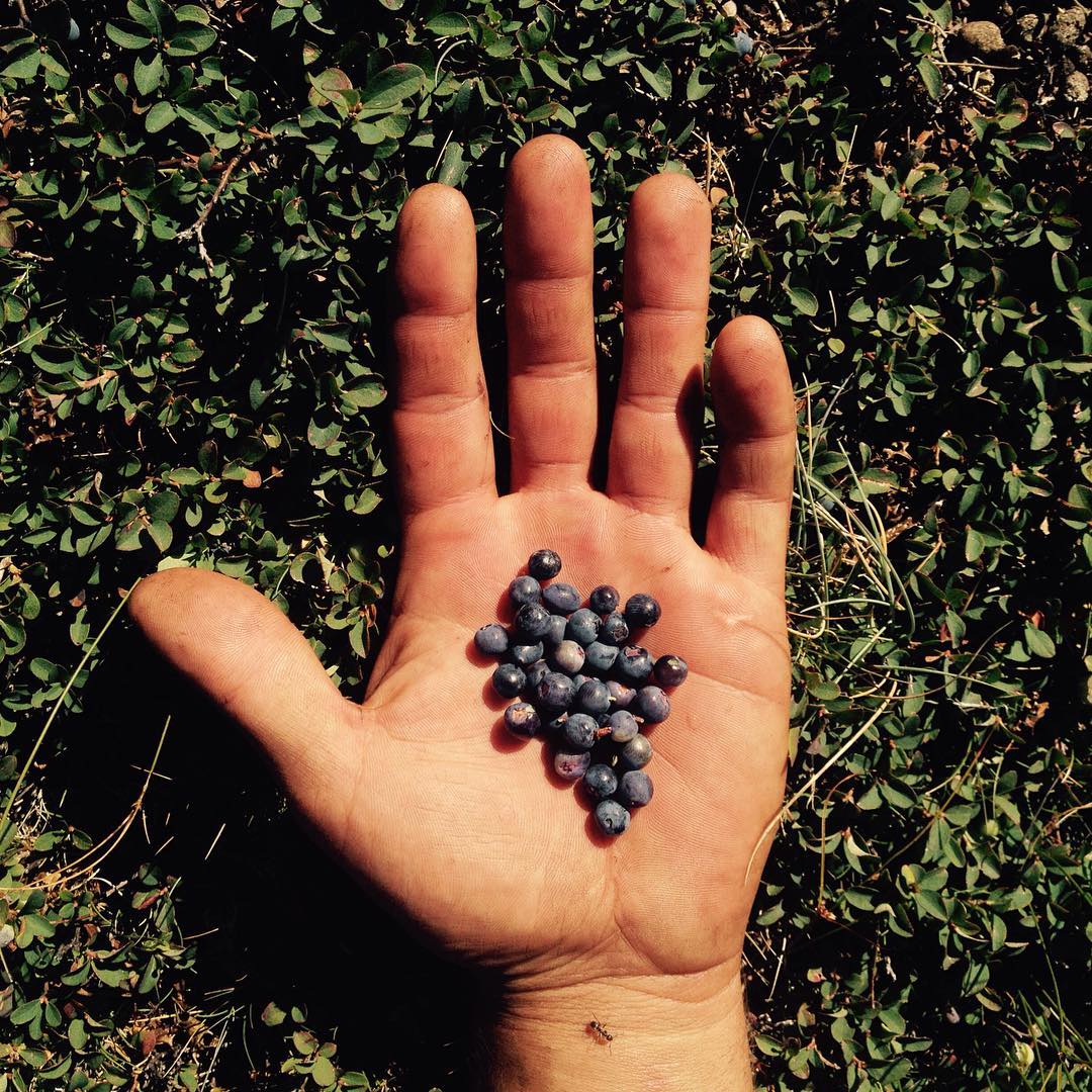 Recolectando antioxidantes: #arándano. Un manjar para el oso pardo.