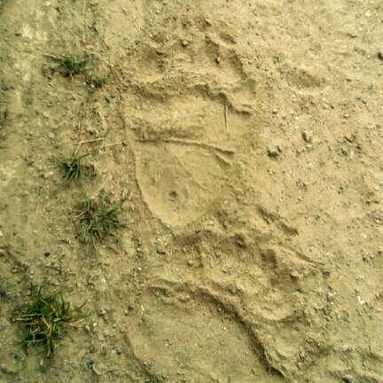Huellacas de OSO