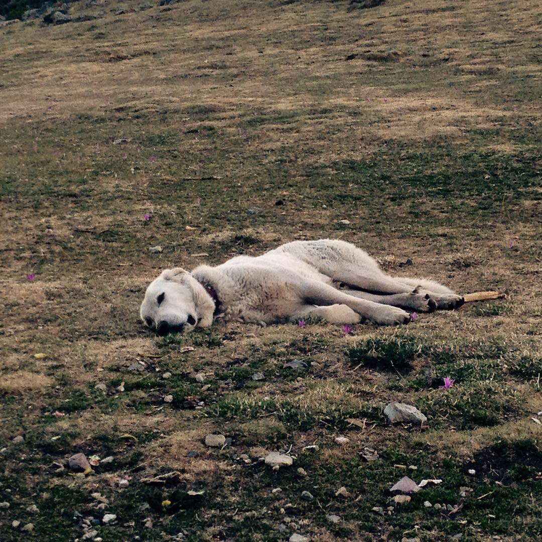 El mastín, guardián del rebaño, descansa a la espera de su premiada cena. Son capaces de mantener al lobo a raya sin necesidad de que tengamos que exterminarlo. Ayuda real a los ganaderos para poder mantener un buen numero de perros, y larga vida a nuestros lobos. En la foto Copito, el alpha de la manada.