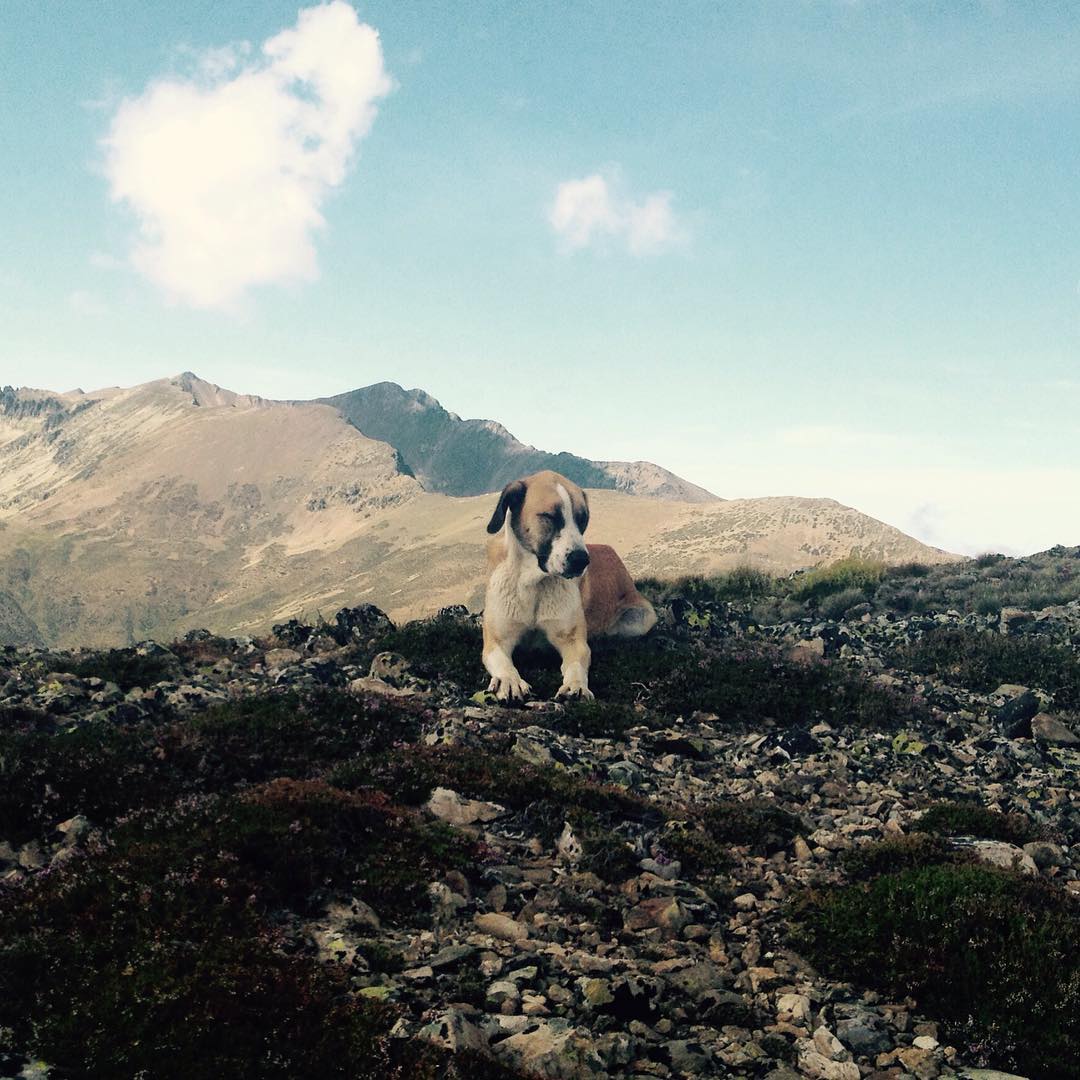 Leona, como bien adelanta su nombre, prefiere la siesta y perseguir rebecos a andar cuidando a las ovejas. Que le vamos a hacer...