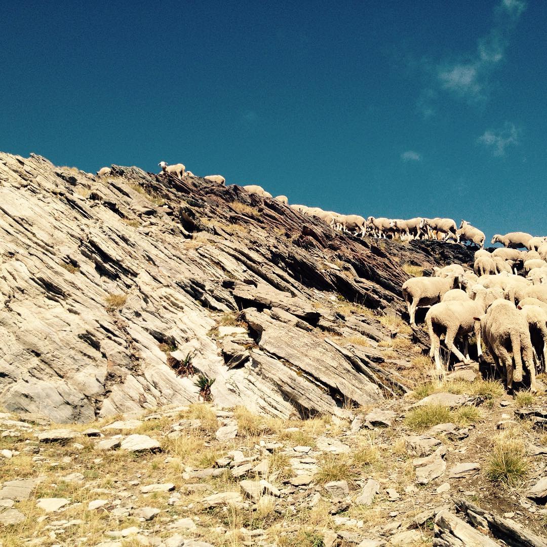 Marchamos a Peña Prieta montaña dentro por un mes a por mejores pastos. Hasta pronto Palencia, vamos Cantabria!