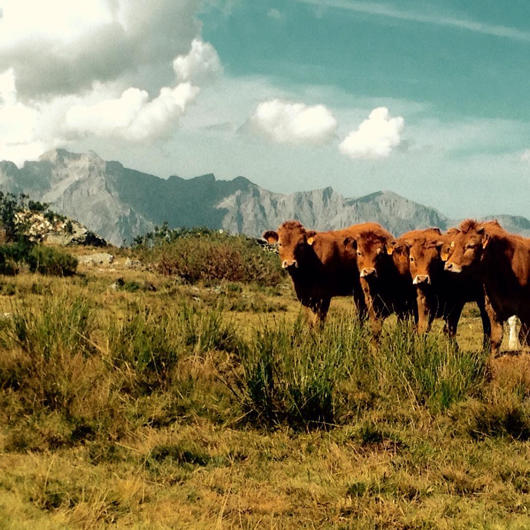 A los buenos días señoras. Picos de Europa al fondo.