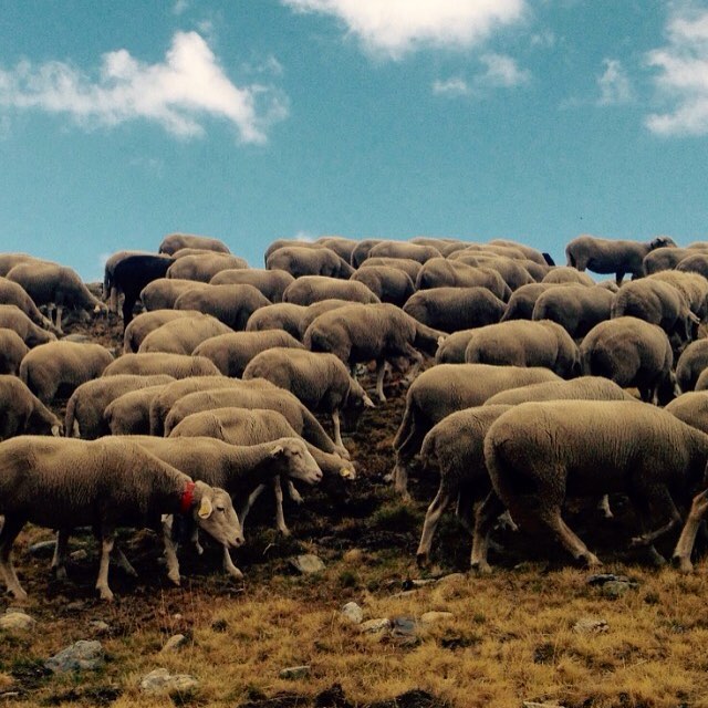 Un rebaño es como un fluido mas. Algo viscoso.