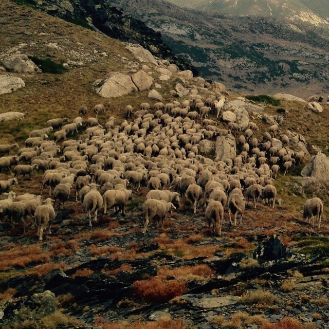 Último mes con las ovehillas trashumantes antes de que bajen de vuelta a casa en el sur.