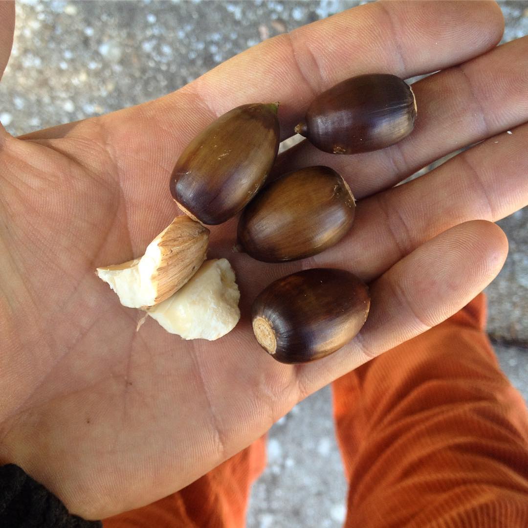 Parece que llega el otoño y con él las deliciosas recolectas de temporada. Una de las grandes olvidadas son las bellotas, perlas de la encina, de las cuales hay árboles dulces o amargos. Las podemos comer crudas a lo jabalín, asar cual castañas o incluso hacer pan o café! para mas info buscar: Manual de cocina bellotera para la era post-petrolera :)