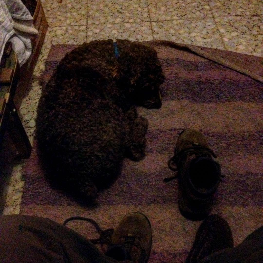 chipinut, artista de la vida. inquieta montañera, inseparable compañera, salvaje aventurera :) hoy paseo en bici ida y vuelta al boalo desde #manZa