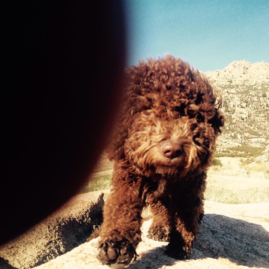 Uca, la nueva compañera de @seawolf__87 y muuflonera en su primer día de Pedri. :) apunta maneras la osita!