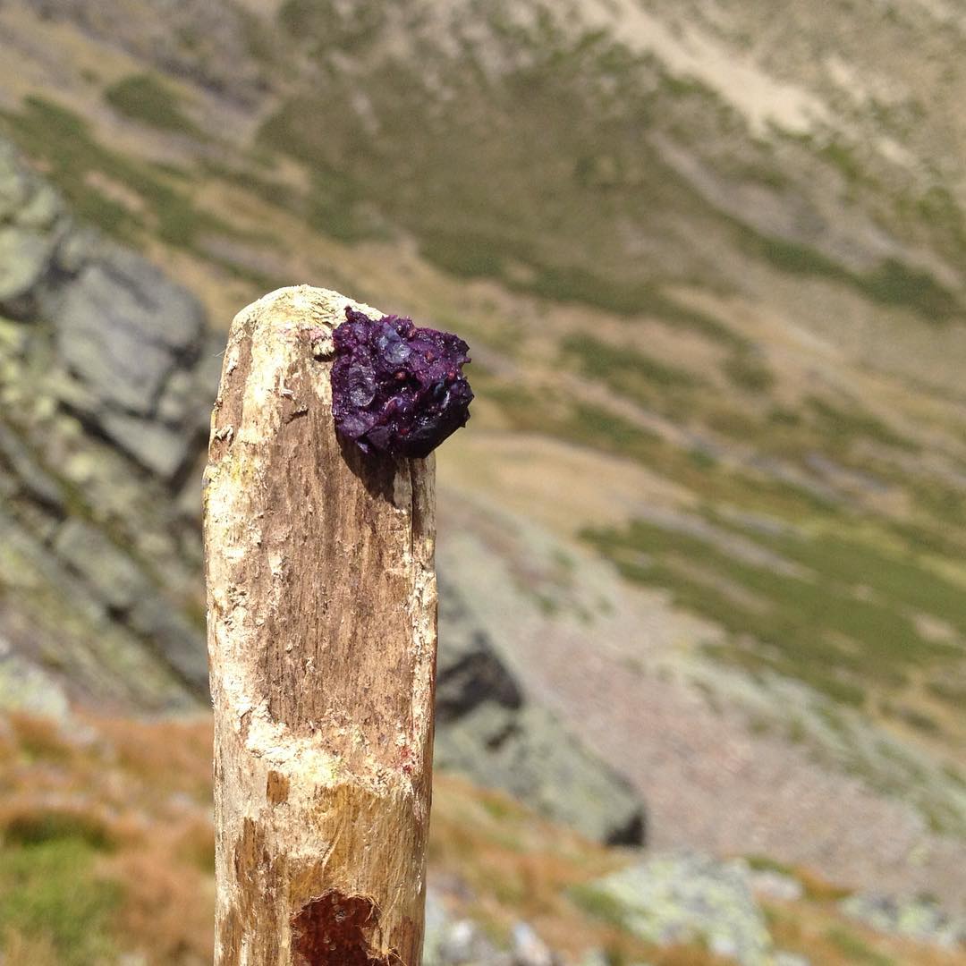 algo se posó #serieBpastoreo