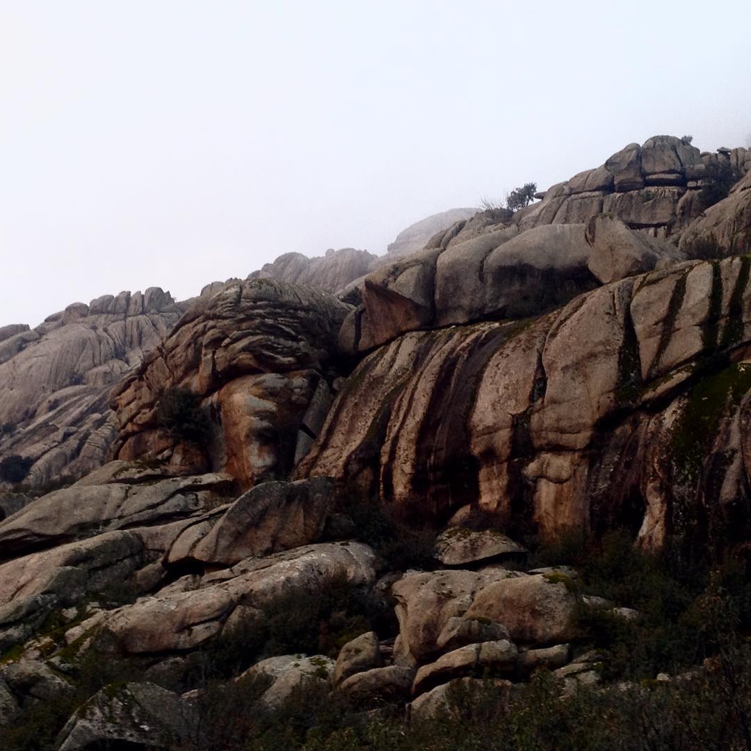 tres trémulas rocatigre comían jaras en un tramo trepa trotón