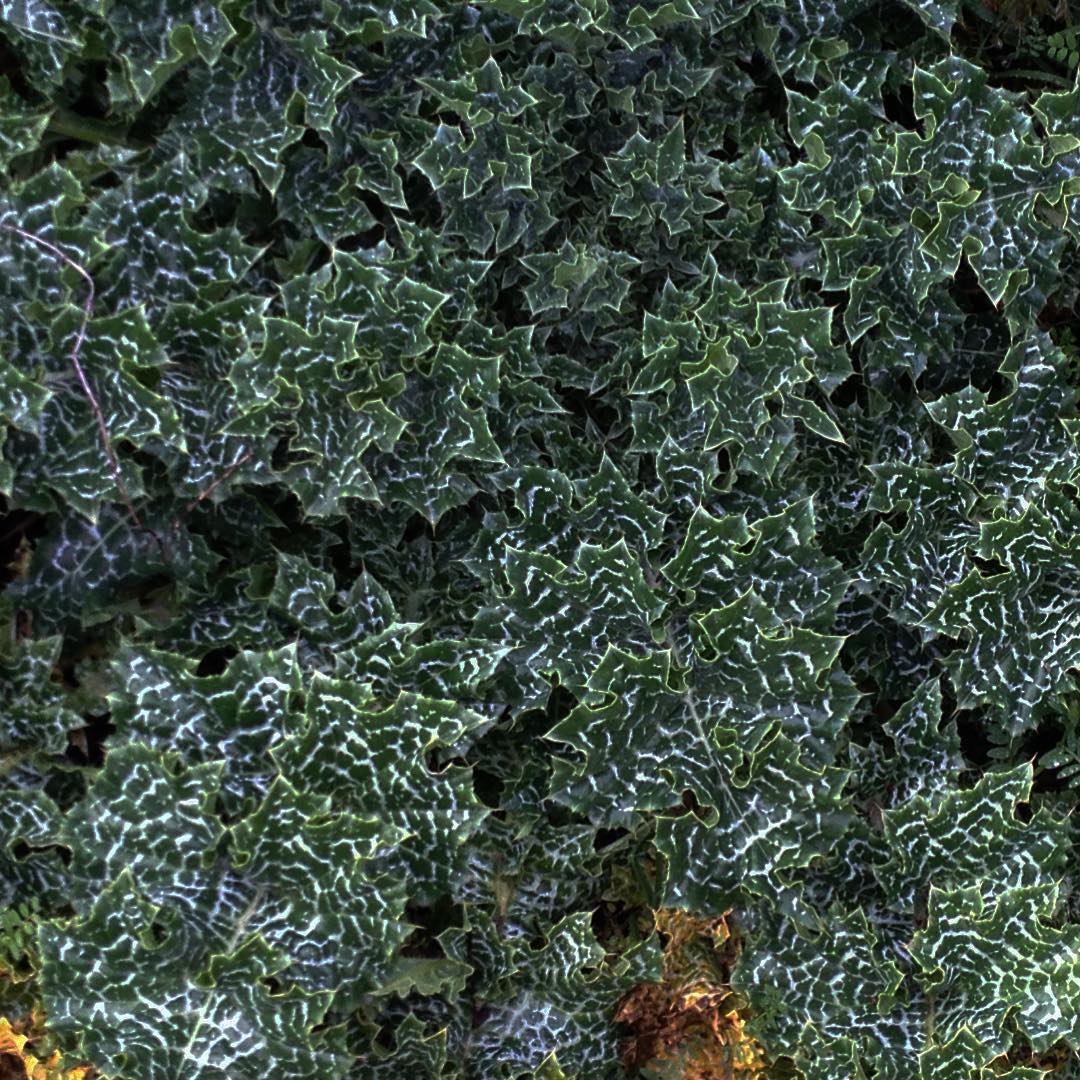 les llaman malas hierbas, cuando en realidad son indicadoras del estado del terreno, muy útil si se las estudia imagino