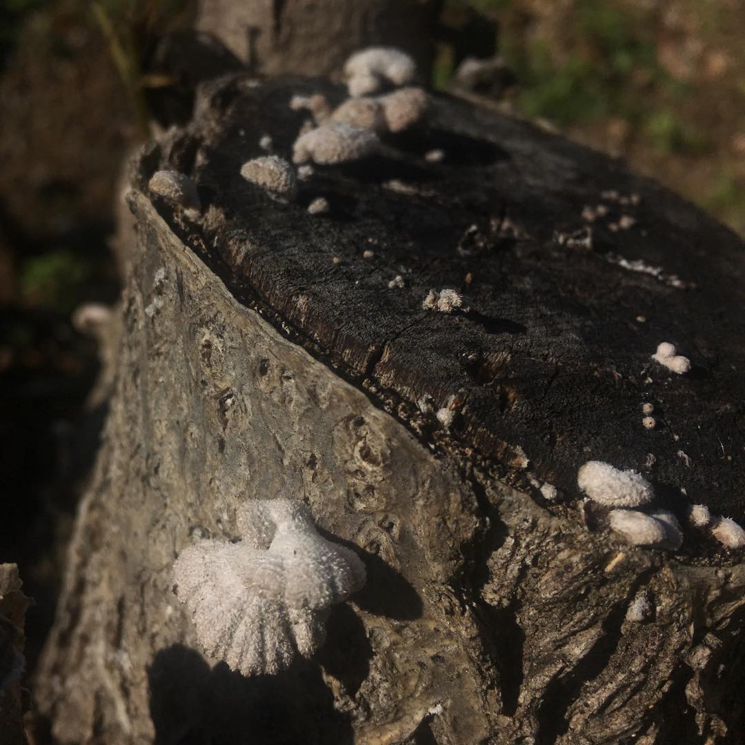 conocéis los árboles #ailantos? son muy invasores y un problema gordo medioambiental, son muy boraces y no dejan crecer a nuestros fresnos, chopos y otras especies autóctonas

ya había oído lo dificil de acabar con ellos, pero que había un hongo que podía atacar a los tocones

pues hoy una buena amiga me dice que los suyos les han salido unas setejas y es posible que ataquen al árbol, lo cual sería un gran descubrimento local ante un problema en expansión, crucemos las ramas a ver si hay suerte!