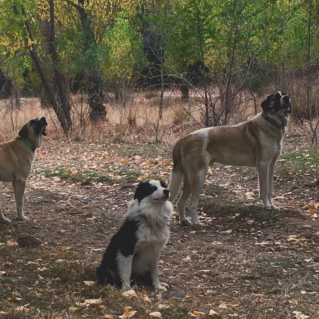 están cerca de ser salvajes, solo nuestro condicionamiento les mantiene presos 
canela, fogui y beto detectando un rastro a la par-trio