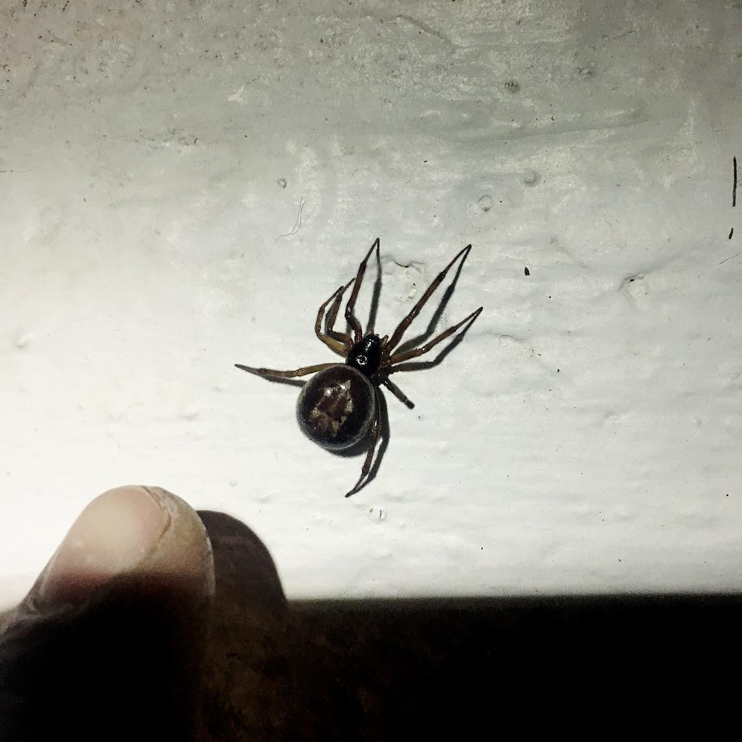 la araña que no engaña muerde y saca guadaña