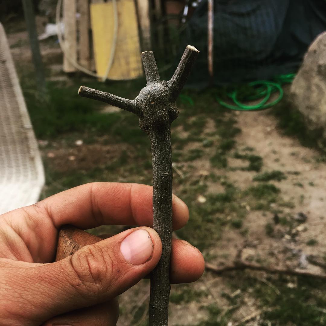 Esta rama de encina y su muñón simbolizan la depredación de la #cabraMontesa en #LaPedriza, atosigando al brote hasta bonsaizar todo verde viviente. Tras ser traídas de #Gredos, estos admirables animales han encontrado en los granitos su campo de juego y megareproducción.

Ya que fuimos responsables —o irresponsables— de su introducción, cabe preguntarse si debiéramos tomar juego en hacer retomar el equilibro.

Jaulas? caza? Serán los lobos que ya corren por Cuerda Larga los reguladores naturales? Deberíamos dejar de pensar en ello?