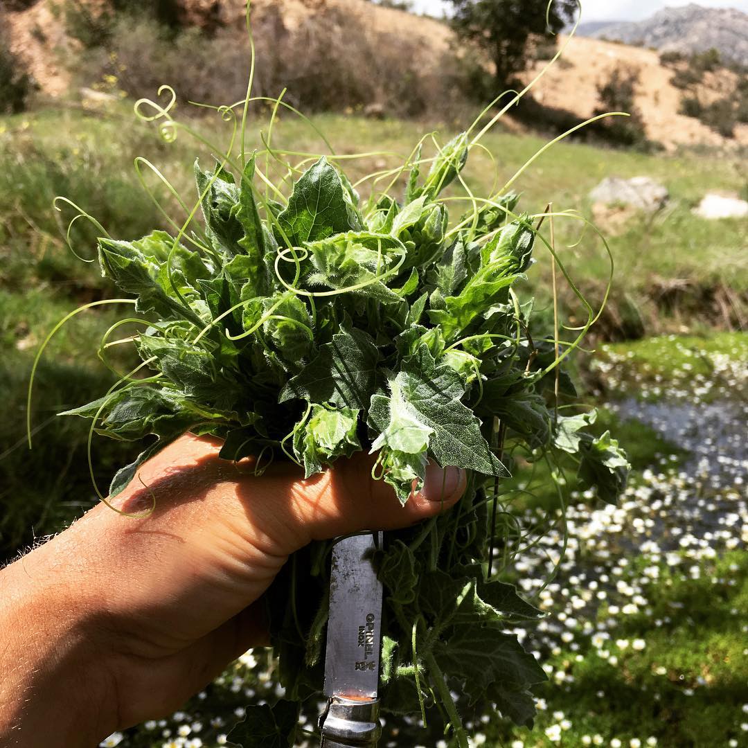 estos brotes de #nueza van a ir directos a la plancha, que exquisitez..! la primavera regala y regala