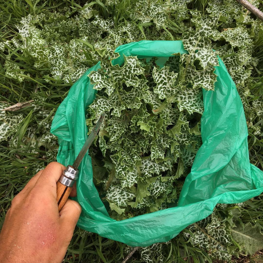 navajeando para infusión depurativa con tiernos de cardo mariano