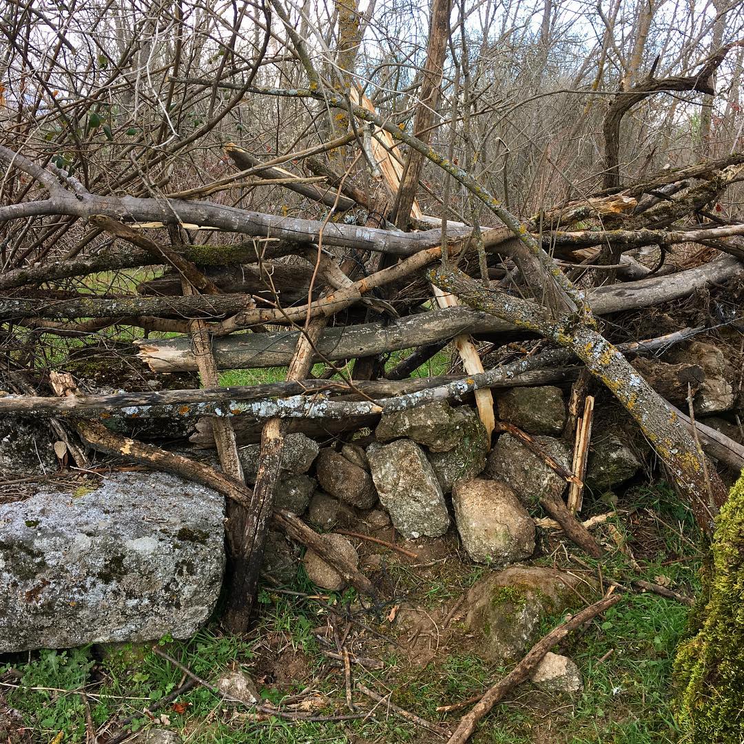 Intentar poner vallas a las cabras es frustrante :) después de andar cosiendo una lindera, van y curioseando curioseando acaban por brincarla

Es precisamente esa picardía la que hace que sea mi ganado predilecto a la hora de aprender a carear. Mucha estrategia, perspectiva, y conocer el monte como ingredientes a aportar al plato.

#ganaderiaextensiva