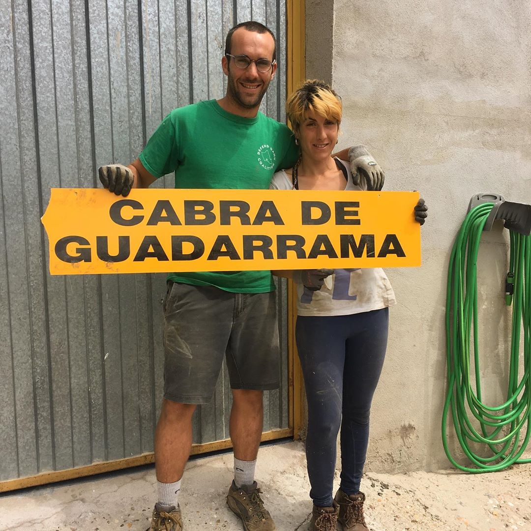 Tras un gran año cuidando y sacando al monte a las ciento y pico cabras del rebaño municipal del Boalo, Sara y servidor decidimos no renovar a pesar de las infinitas satisfacciones.

Consideramos que el Ayuntamiento debiera tenernos en plantilla en vez de tener que ser falsos autónomos. Contratados tendría mas sentido, ya que las decisiones las tomaban ellos pero la responsabilidad era nuestra.

Igualmente decir que este proyecto pionero demuestra como un rebaño municipal de cabras es capaz de mejorar la vida de un pueblo:
- prevención de incendios a través del desbroce
- transformación en abono (para campo y huertos)
- difusión de semillas en sus conguitos
- educación ambiental con los colegios
- leche, queso y carne para los vecinos y vecinas del municipio. Eso si y muy importante: de #ganaderíaextensiva, es decir, salen a comer al monte (en vez de intensivo: hacinadas en naves comiendo pienso)
- mantener vivo el oficio de pastor/a (los ojos que cuidan del monte)
- y muchos otros puntos a destacar :) Desde aquí doy las gracias a los animales. A las cabras por darnos alimento, y a los perros por su compañía y buen manejo

A por la próxima aventura :) =======•••••••••••••= Decir que cierro esto por vacaciones.

Si necesitáis contactarme tanto por el mundo páginas web como para otros menesteres de la vida, tenéis mi celular y correo raul@lapatineta.com

pasen buen verano!!